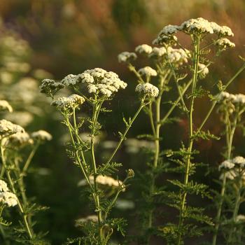 Achillea nobilis - Edle Schafgarbe