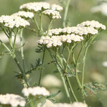 Achillea nobilis - Edle Schafgarbe