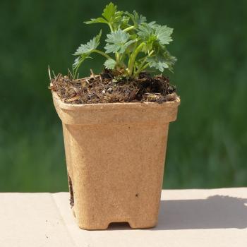 Aconitum napellus - Blauer Eisenhut