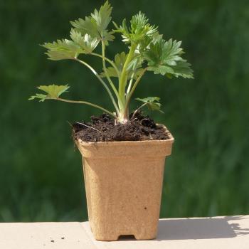 Preview: Aconitum variegatum - Kopie