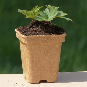 Preview: Aconitum vulparia - Gelber Eisenhut