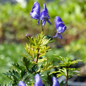 Aconitum variegatum - Kopie