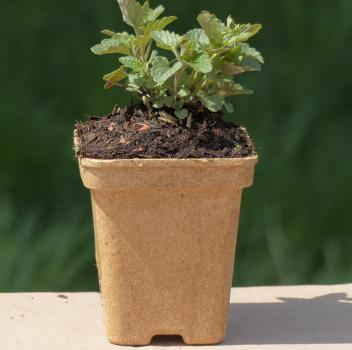 Agastache foeniculum - Kopie