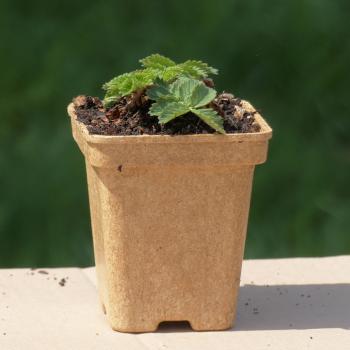 Preview: Agrimonia procera - Wohlriech. Odermennig