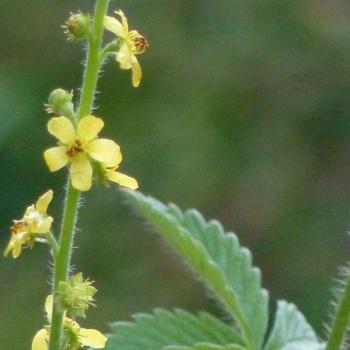 Agrimonia eupatoria - Odermennig