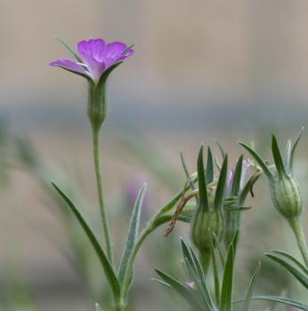 Preview: Agrostemma githago - Kornrade