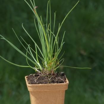 Allium schoenoprasum - Schnittlauch