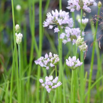 Preview: Allium angulosum - Kantenlauch