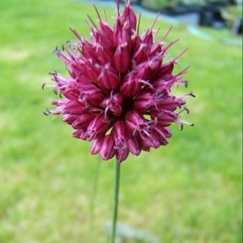 Allium sphaerocephalon - Kugellauch