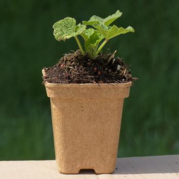 Althaea rosea nigra - Schwarze Stockmalve