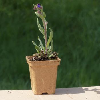 Preview: Anchusa officinalis - Wilde Ochsenzunge