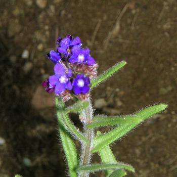 Preview: Anchusa officinalis - Wilde Ochsenzunge