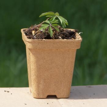 Preview: Anemone ranunculoides - gelbes Windröschen