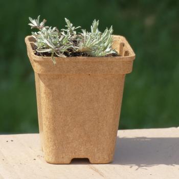 Antennaria dioica - Katzenpfötchen