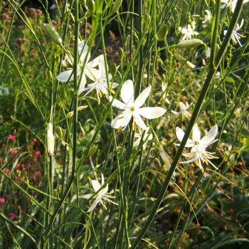 Preview: Anthericum ramosum - Ästige Graslilie