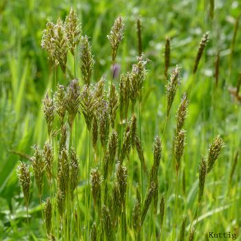 Anthoxanthum odoratum - Ruchgras