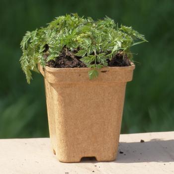 Preview: Anthriscus sylvestris - Wiesenkerbel