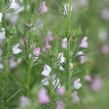Antirrhinum orontium - Ackerlöwenmaul