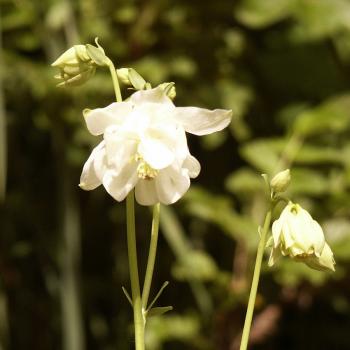 Aquilegia vulgaris Alba - Weiße Akelei