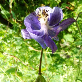 Aquilegia vulgaris - Wilde Akelei