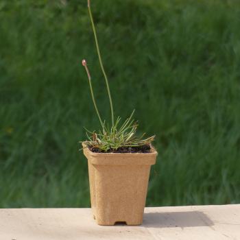 Preview: Armeria maritima - Grasnelke