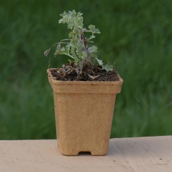 Preview: Artemisia absinthium - Wermut