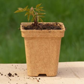 Preview: Aruncus dioicus - Waldgeißbart