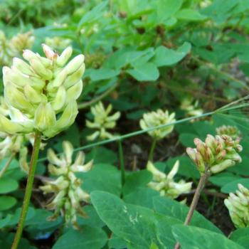 Astragalus glycyphyllos - Süßholz-Tragant