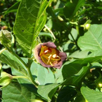 Atropa belladonna - Tollkirsche