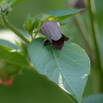Atropa belladonna - Tollkirsche