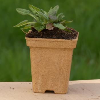 Betonica officinalis - Heilziest, Betonie
