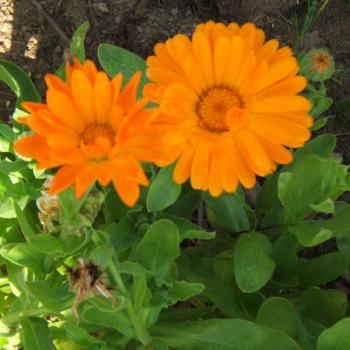 Calendula officinalis - Gartenringelblume