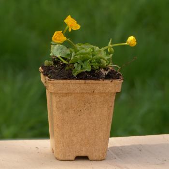 Caltha palustris - Sumpfdotterblume