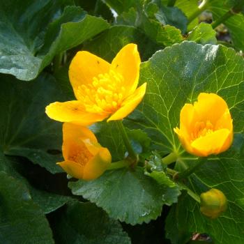 Caltha palustris - Sumpfdotterblume