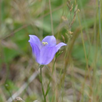Campanula rotundifolia - Rundblättrige Glockenblume