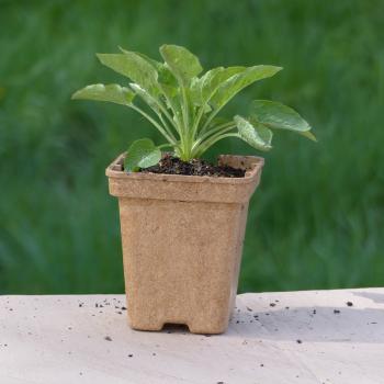 Preview: Campanula latifolia Alba - Weiße Waldglockenblume