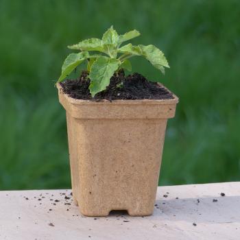 Preview: Campanula latifolia - Waldglockenblume