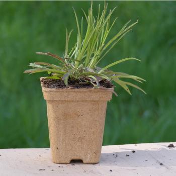 Preview: Campanula persicifolia - Pfirsichblätt. Glockenbl.