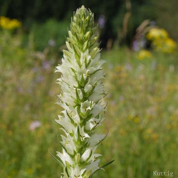 Campanula thyrsoides - Straußblüt.Glockenbl.