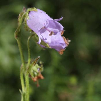 Campanula barbata - Bärtige Glockenblume