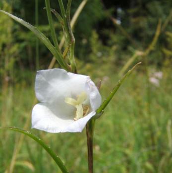 Preview: Campanula persicifolia - Pfirsichblätt. Glockenbl.