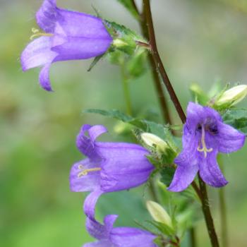 Preview: Campanula trachelium - Nesselblätt.Glockenbl.
