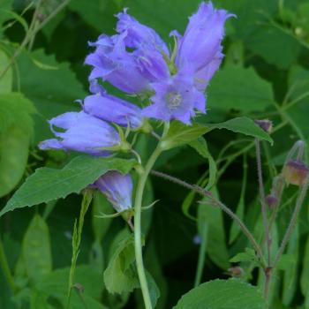 Campanula latifolia - Waldglockenblume