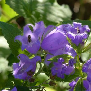 Preview: Campanula latifolia - Waldglockenblume