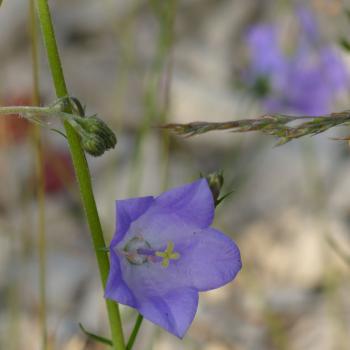 Campanula persicifolia - Pfirsichblätt. Glockenbl.