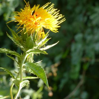 Carthamus tinctorius - Färber- Saflor