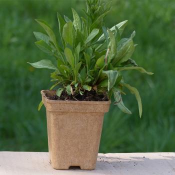 Preview: Centaurea nigra - Dunkle Flockenblume