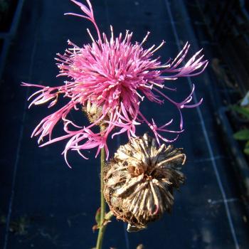 Centaurea scabiosa - Skabiosenflockenblume