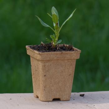 Preview: Centranthus ruber - Spornblume