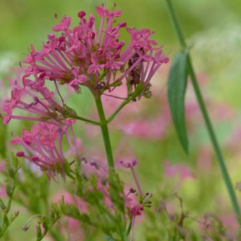 Centranthus ruber - Spornblume